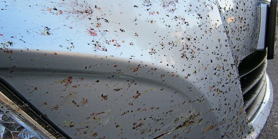 грязь от насекомых на кузове авто
