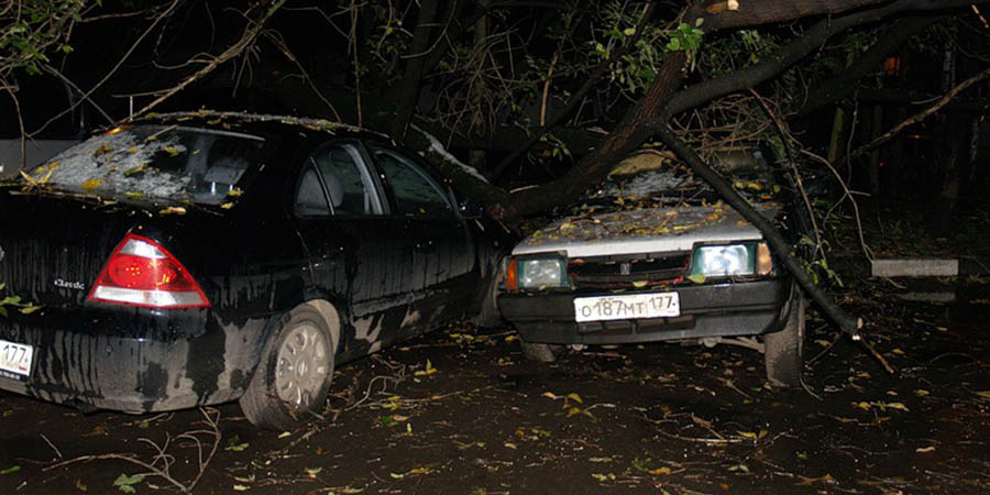Не стоит парковать авто под большими деревьями