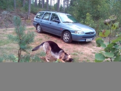 Ford Escort 1996 года в городе Вит.обл Полоцкий рн гп Ветрино фото 1