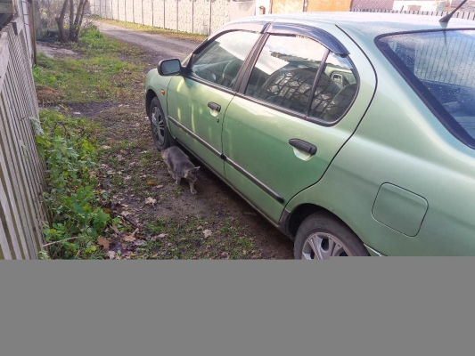 Nissan Primera 1996 года в городе Борисов фото 3